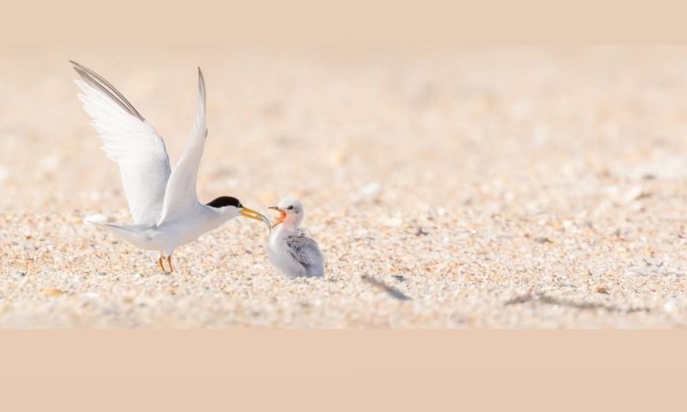 Anastasia Hills homes for sale near Crescent Beach, FL